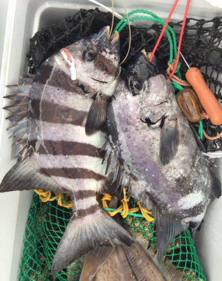 鵜来島家本渡船 釣果