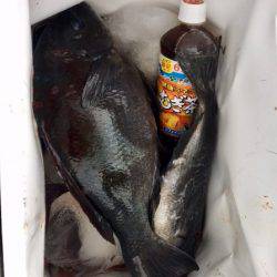 鵜来島家本渡船 釣果