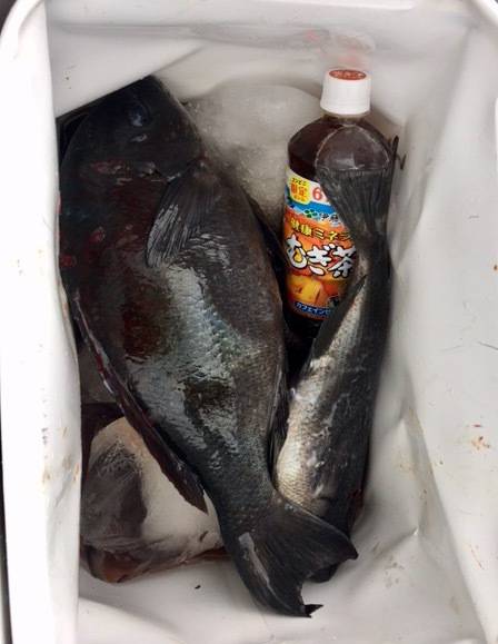 鵜来島家本渡船 釣果