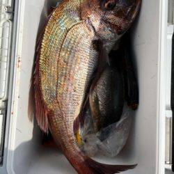 鵜来島家本渡船 釣果