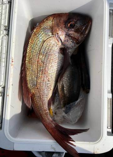 鵜来島家本渡船 釣果