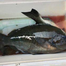 鵜来島家本渡船 釣果