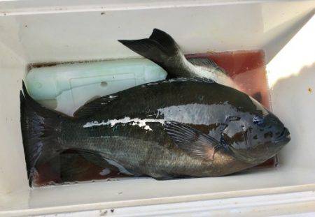 鵜来島家本渡船 釣果