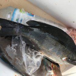 鵜来島家本渡船 釣果