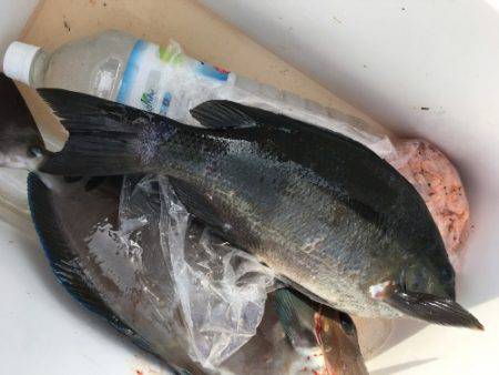 鵜来島家本渡船 釣果