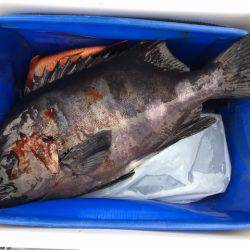 鵜来島家本渡船 釣果