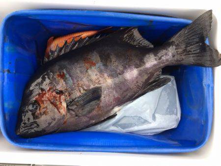 鵜来島家本渡船 釣果