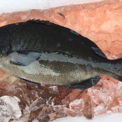 鵜来島家本渡船 釣果