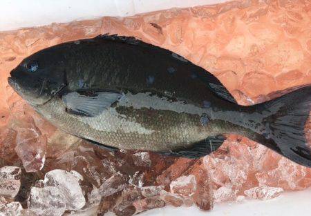 鵜来島家本渡船 釣果