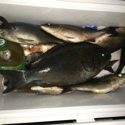 鵜来島家本渡船 釣果