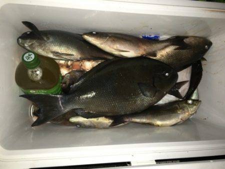 鵜来島家本渡船 釣果