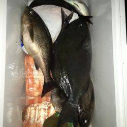 鵜来島家本渡船 釣果