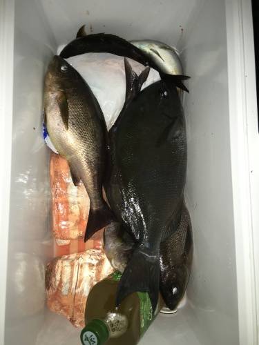 鵜来島家本渡船 釣果