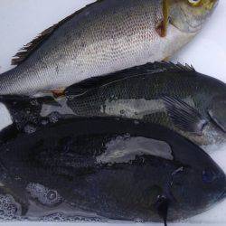 鵜来島家本渡船 釣果