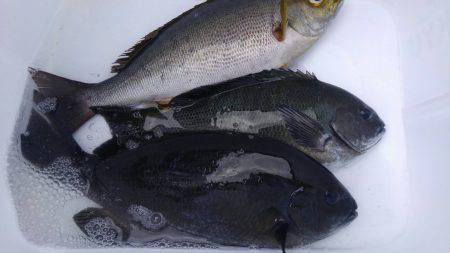 鵜来島家本渡船 釣果