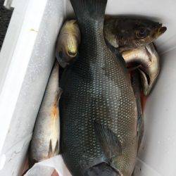 鵜来島家本渡船 釣果