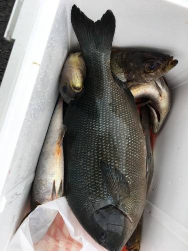 鵜来島家本渡船 釣果