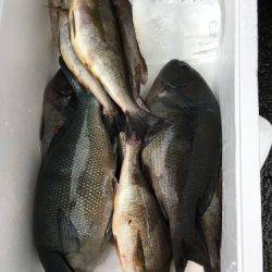 鵜来島家本渡船 釣果