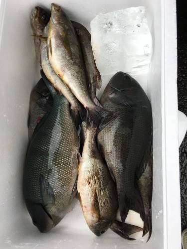 鵜来島家本渡船 釣果