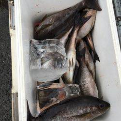 鵜来島家本渡船 釣果