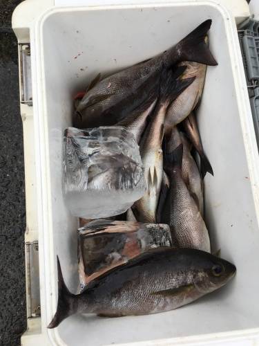 鵜来島家本渡船 釣果