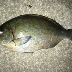 鵜来島家本渡船 釣果