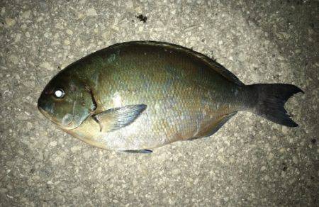 鵜来島家本渡船 釣果