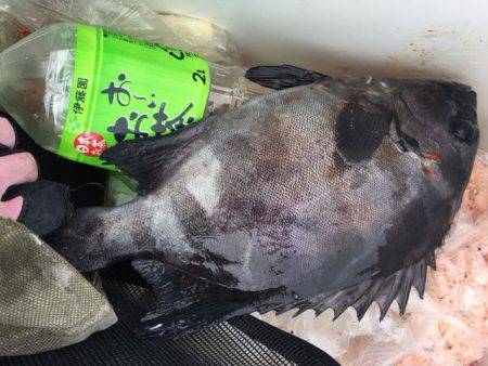 鵜来島家本渡船 釣果