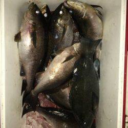 鵜来島家本渡船 釣果