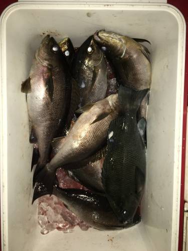 鵜来島家本渡船 釣果