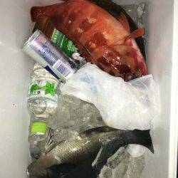 鵜来島家本渡船 釣果