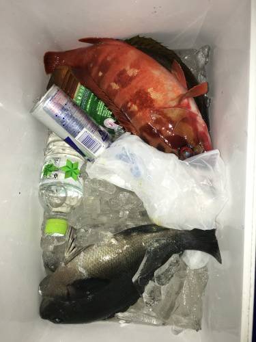 鵜来島家本渡船 釣果