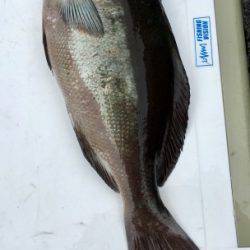 鵜来島家本渡船 釣果