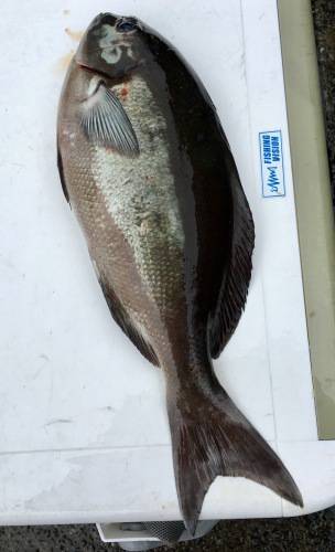 鵜来島家本渡船 釣果