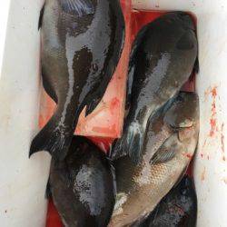 鵜来島家本渡船 釣果