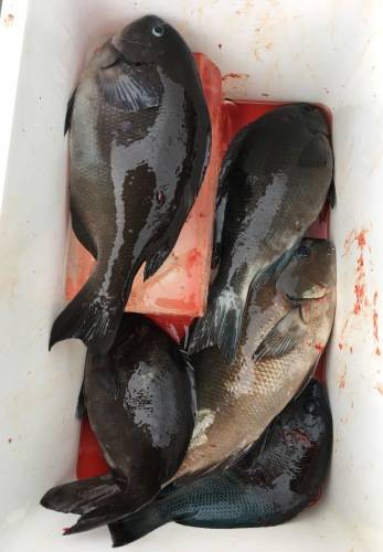 鵜来島家本渡船 釣果