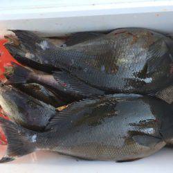 鵜来島家本渡船 釣果