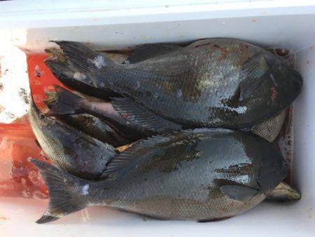 鵜来島家本渡船 釣果