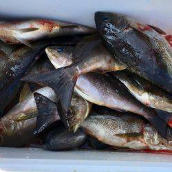 鵜来島家本渡船 釣果