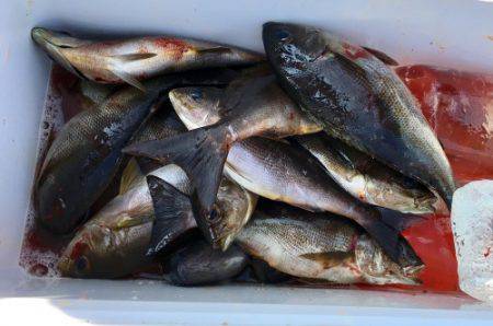 鵜来島家本渡船 釣果