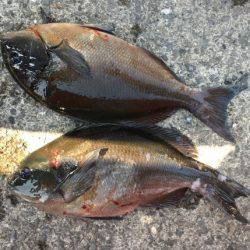 鵜来島家本渡船 釣果