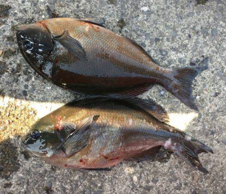 鵜来島家本渡船 釣果