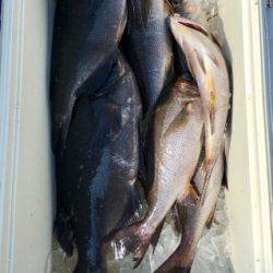 鵜来島家本渡船 釣果