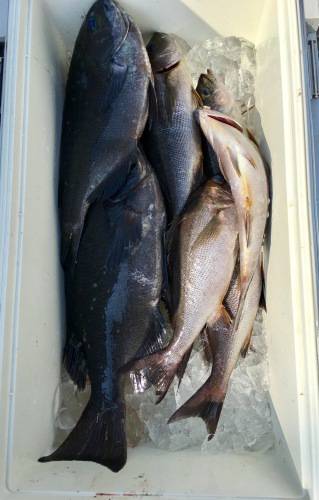 鵜来島家本渡船 釣果