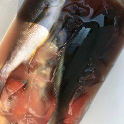 鵜来島家本渡船 釣果