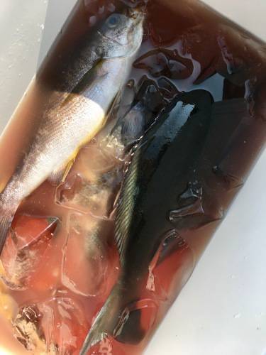 鵜来島家本渡船 釣果