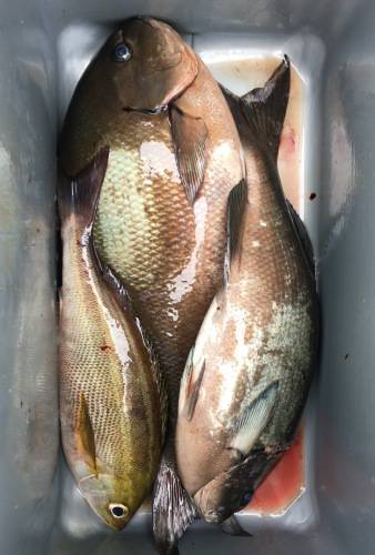 鵜来島家本渡船 釣果