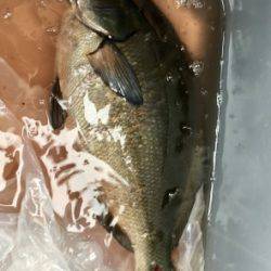 鵜来島家本渡船 釣果