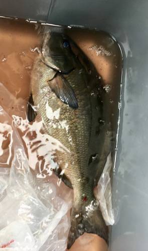 鵜来島家本渡船 釣果