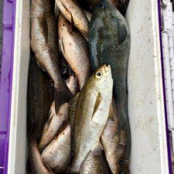 鵜来島家本渡船 釣果